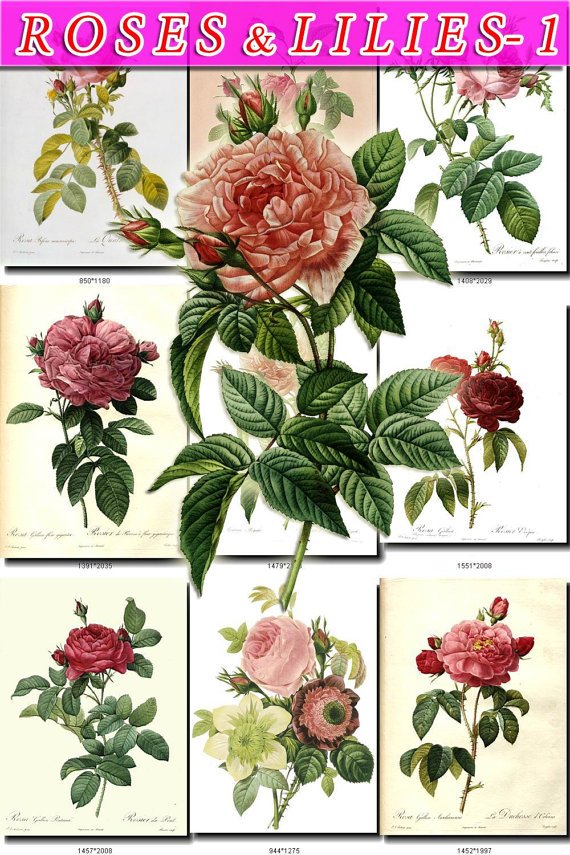 ROSES-1 , LILIES 80 vintage print