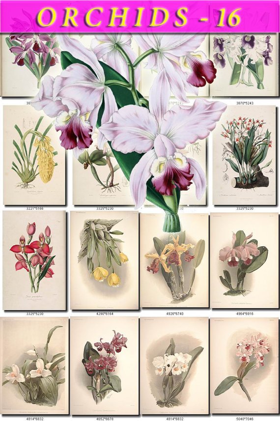 ORCHIDS-16 flowers 275 vintage print