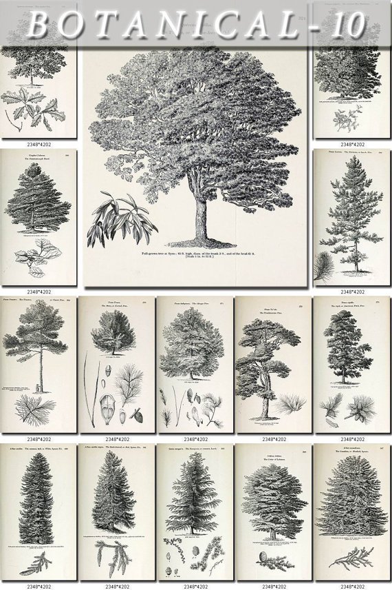 BOTANICAL-10-bw 445 black-, -white vintage print