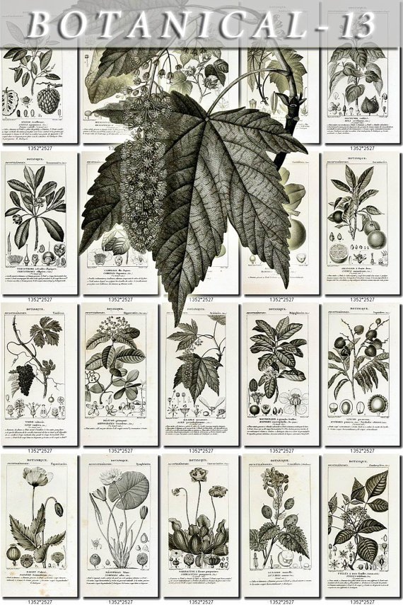 BOTANICAL-13-bw 333 black-, -white vintage print