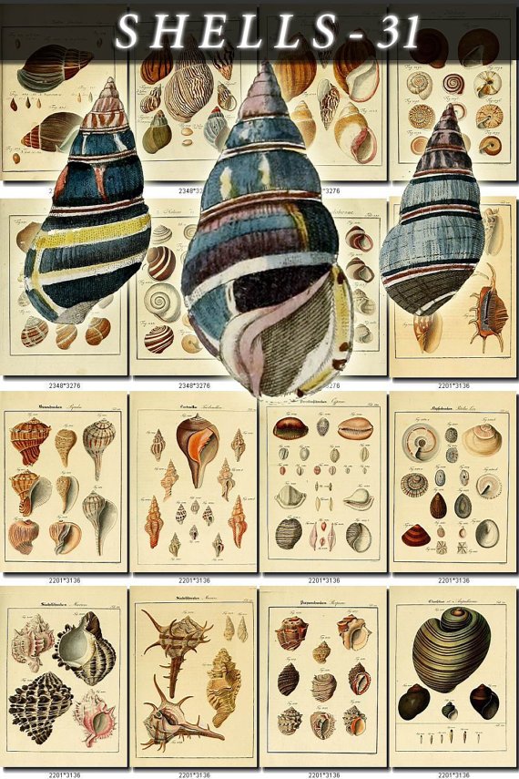 SHELLS-31 154 vintage print