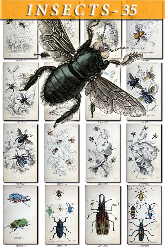 INSECTS-35 66 vintage print