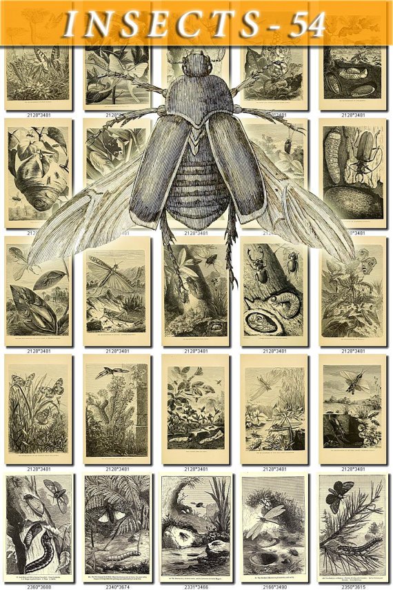 INSECTS-54-bw 262 vintage print