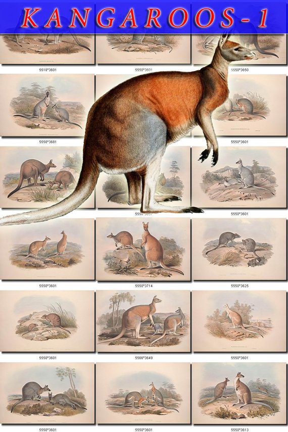 KANGAROOS-1 52 vintage print