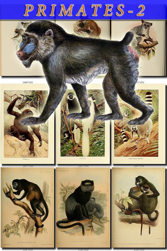 PRIMATES APES-2 53 vintage print