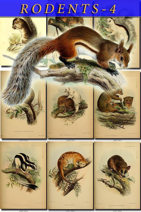 RODENTS-4 54 vintage print