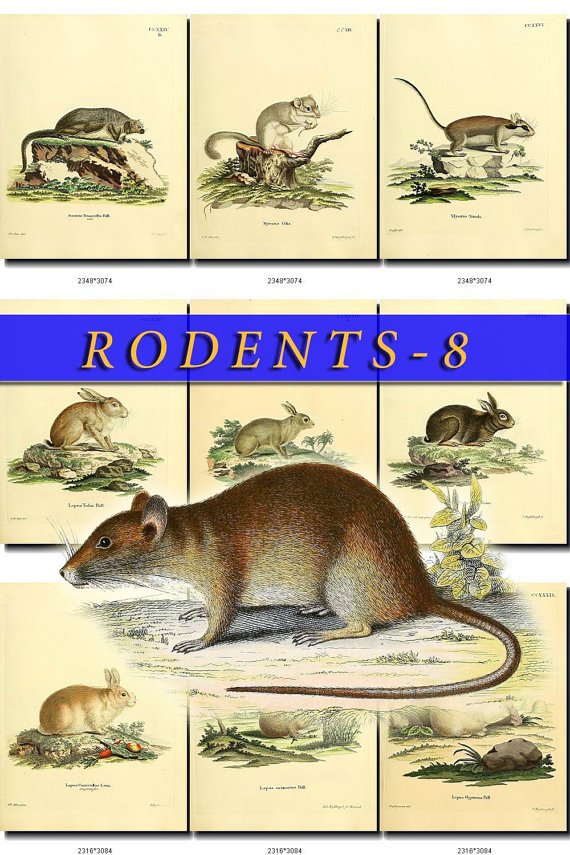 RODENTS-8 49 vintage print