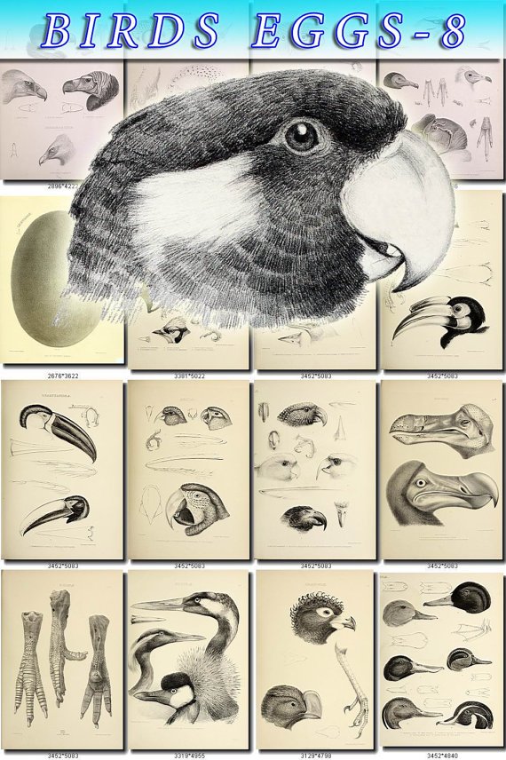 BIRDS EGGS-8-bw 168 black-, -white nests heads vintage print