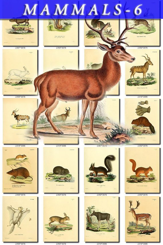 MAMMALS-6 226 vintage print
