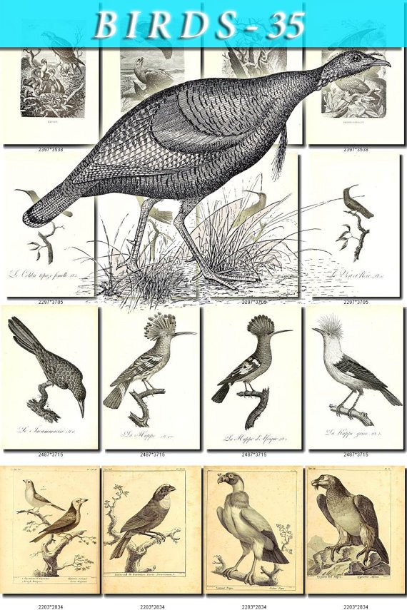 BIRDS-35-bw 208 black-, -white vintage print