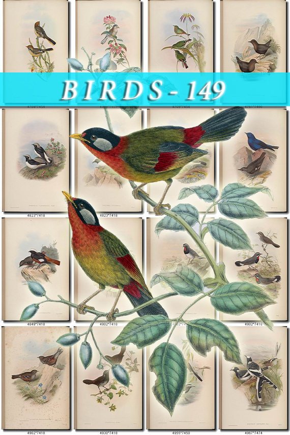 BIRDS-149 161 vintage print