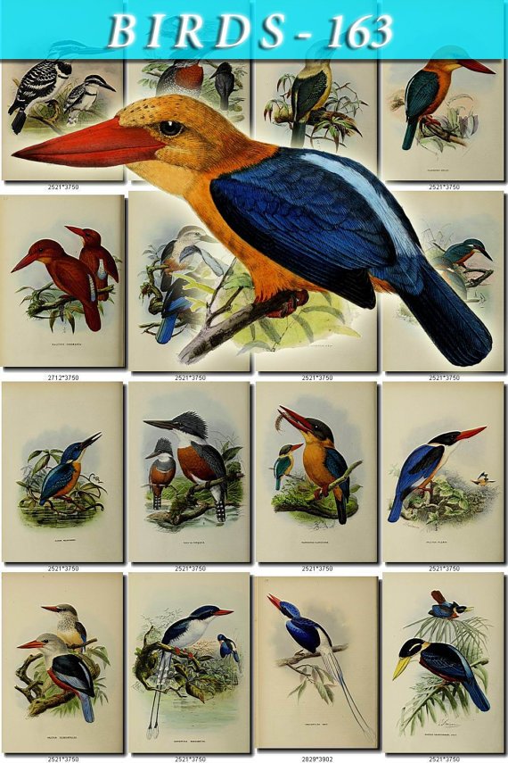 BIRDS-163 191 vintage print