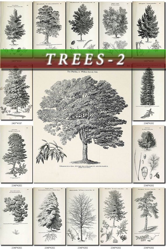 TREES-2-bw 198 vintage print