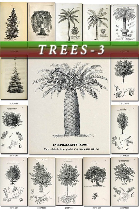 TREES-3-bw 180 vintage print
