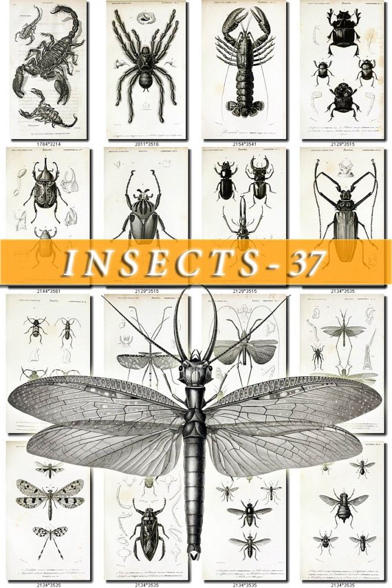 INSECTS-37-bw 132 vintage print