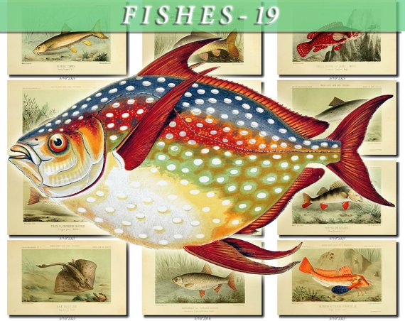FISHES-19-b1 116 vintage print
