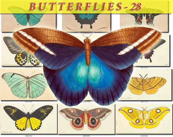 BUTTERFLIES-28 112 vintage print