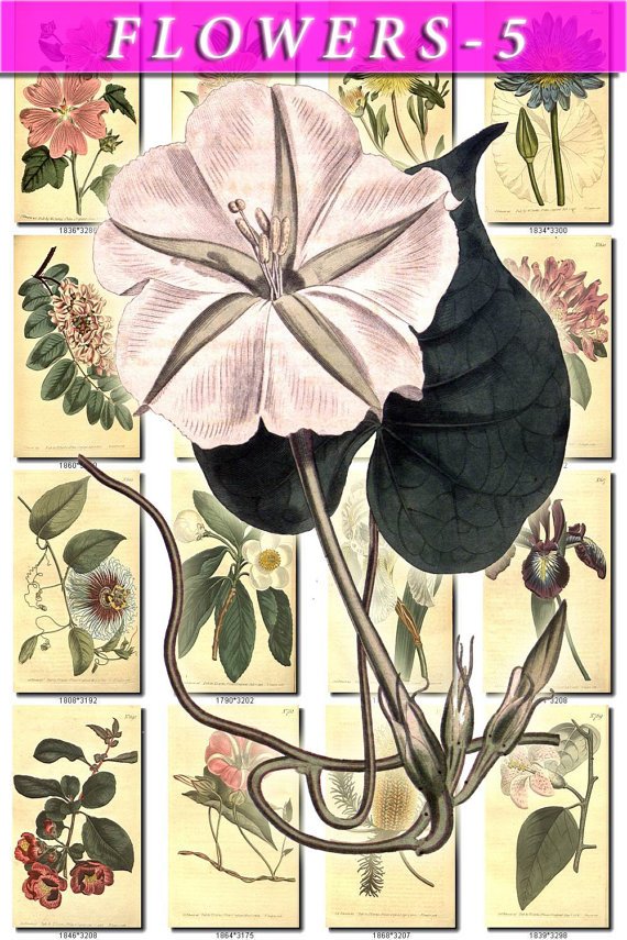 FLOWERS-5 282 vintage print