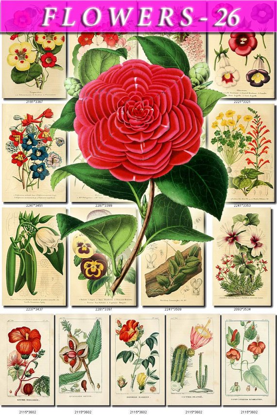 FLOWERS-26 70 vintage print