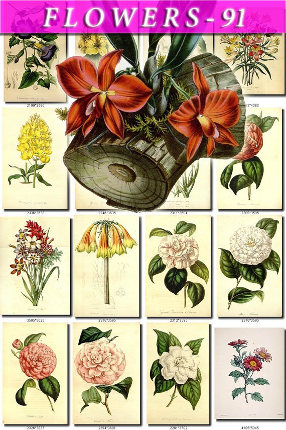 FLOWERS-91 297 vintage print