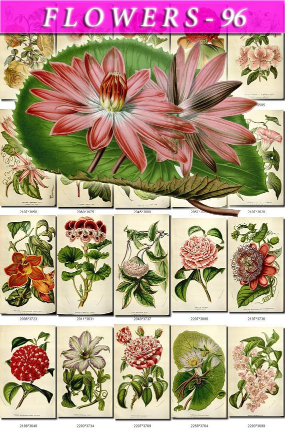 FLOWERS-96 289 vintage print