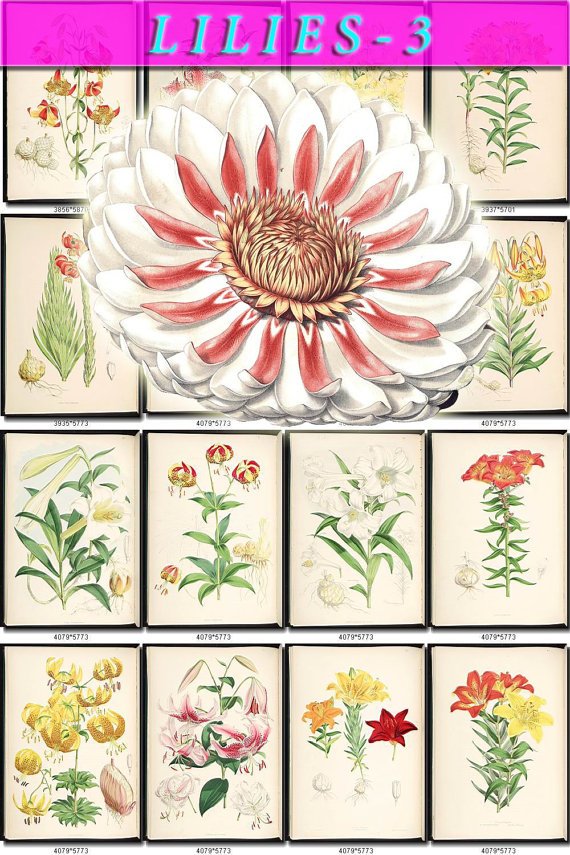 LILIES-3 flowers 295 vintage print