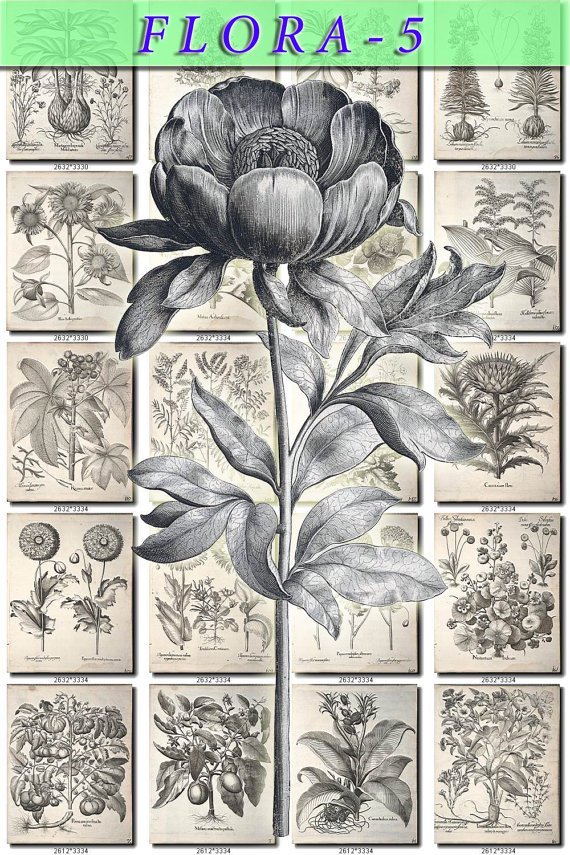 FLORA-5-bw 416 black-, -white vintage print
