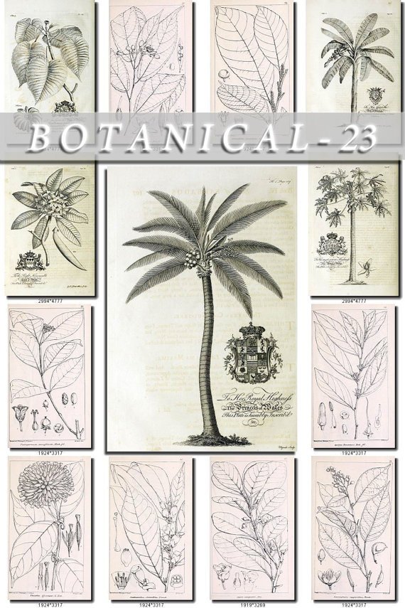 BOTANICAL-23-bw 375 black-, -white vintage print
