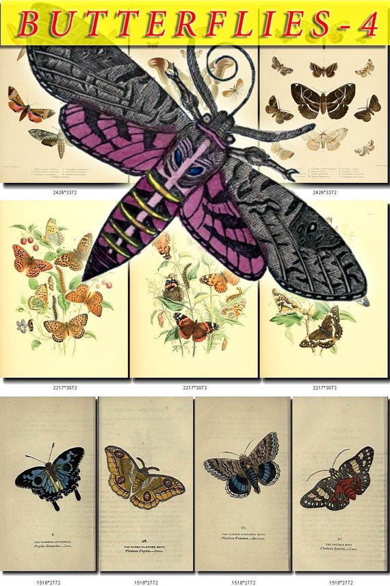 BUTTERFLIES-4 203 vintage print