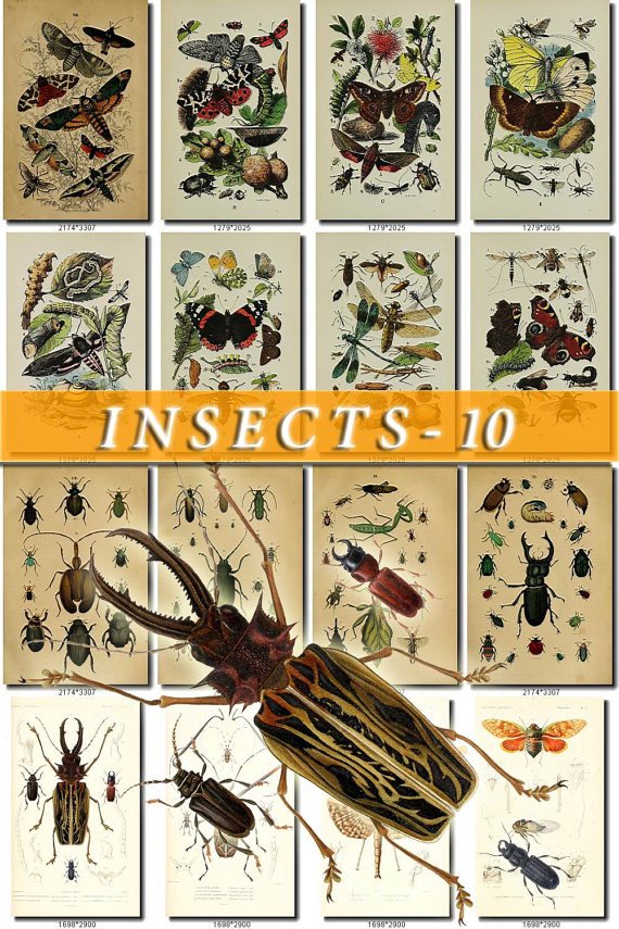 INSECTS-10 222 vintage print