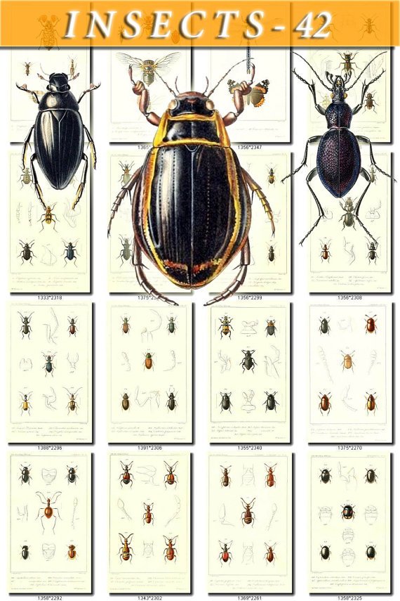 INSECTS-42 109 vintage print