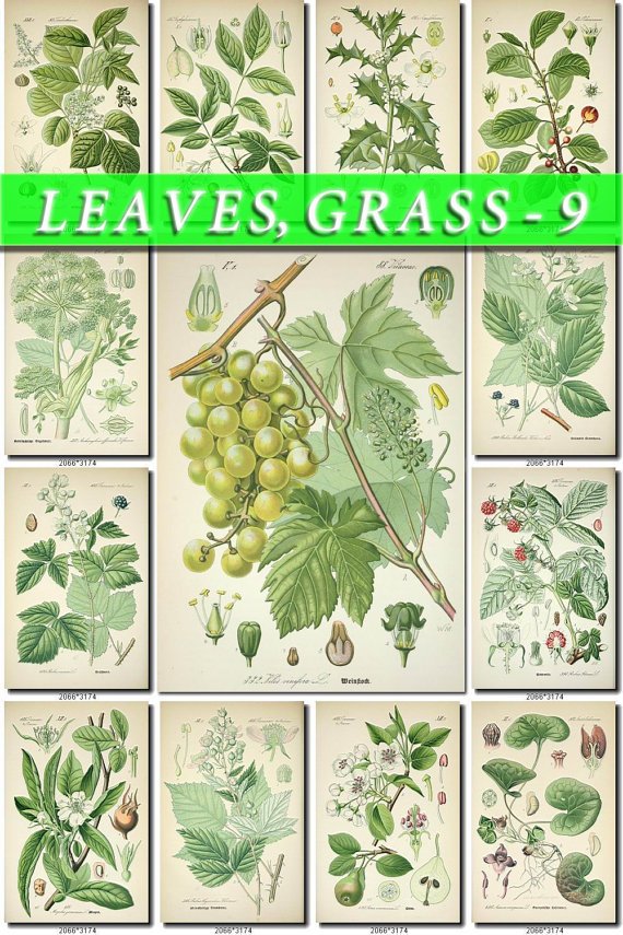 LEAVES GRASS-9 281 vintage print