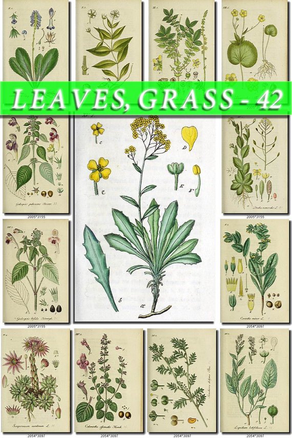 LEAVES GRASS-42 192 vintage print