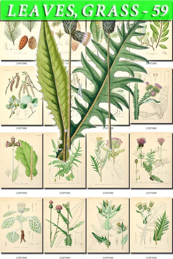 LEAVES GRASS-59 261 vintage print