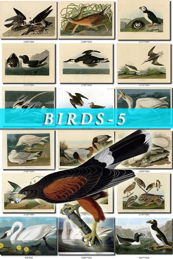 BIRDS-5 500 vintage print
