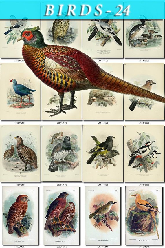 BIRDS-24 220 vintage print