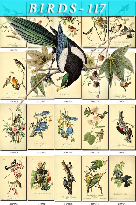 BIRDS-117 139 vintage print