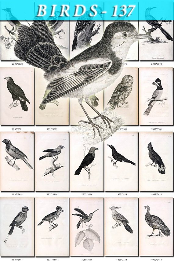 BIRDS-137-bw 244 black-, -white vintage print