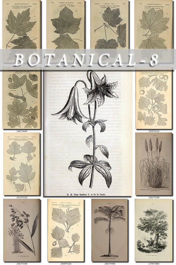 BOTANICAL-8-bw 411 black-, -white vintage print