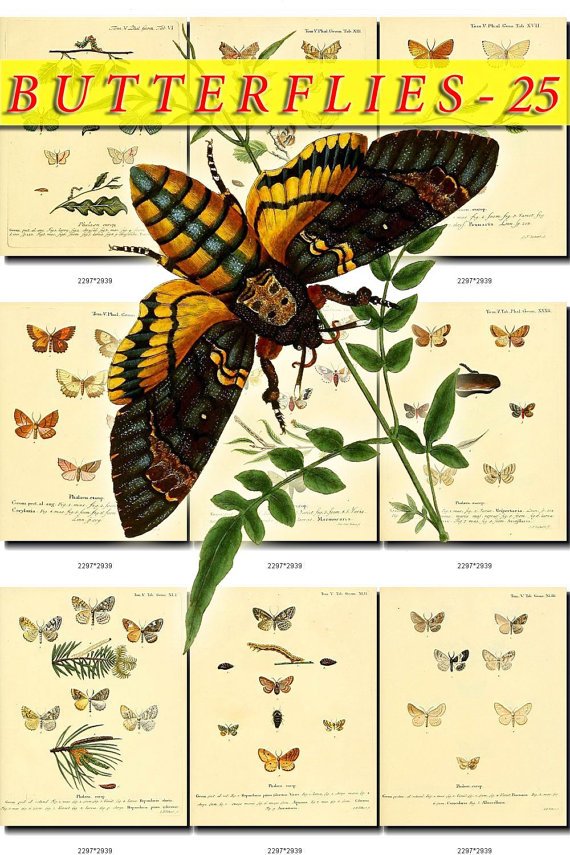 BUTTERFLIES-25 73 vintage print