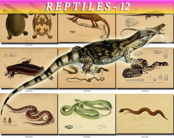 REPTILES & AMPHIBIAS-12 88 vintage print