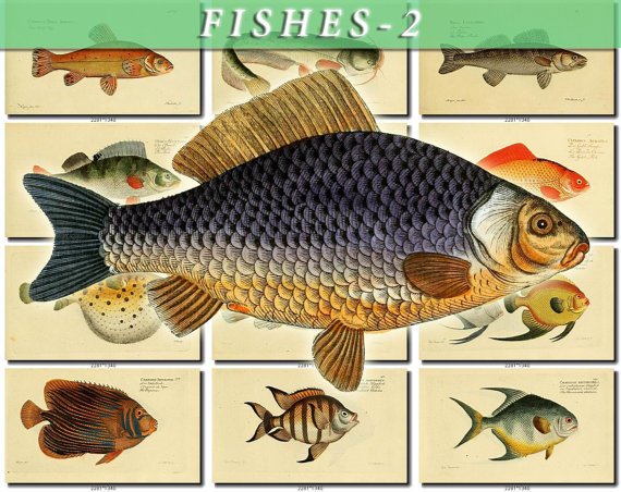 FISHES-2 209 vintage print