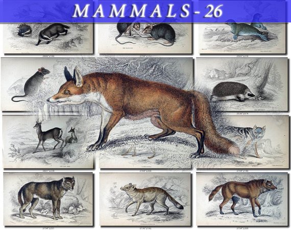 MAMMALS-26 60 vintage print
