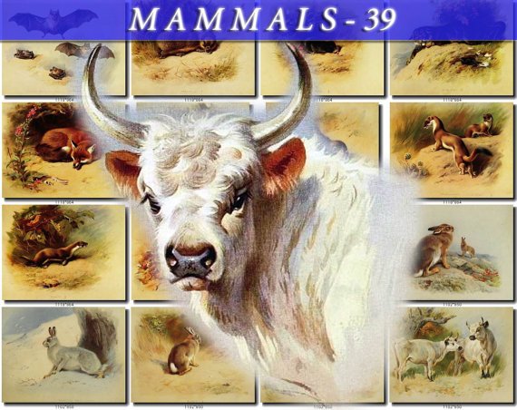 MAMMALS-39 129 vintage print