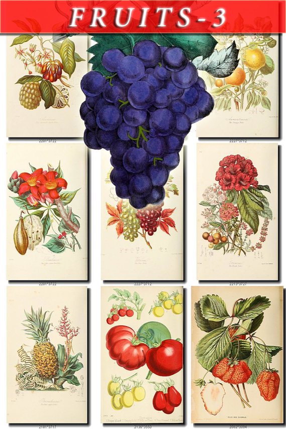 FRUITS VEGETABLES-3 73 vintage print