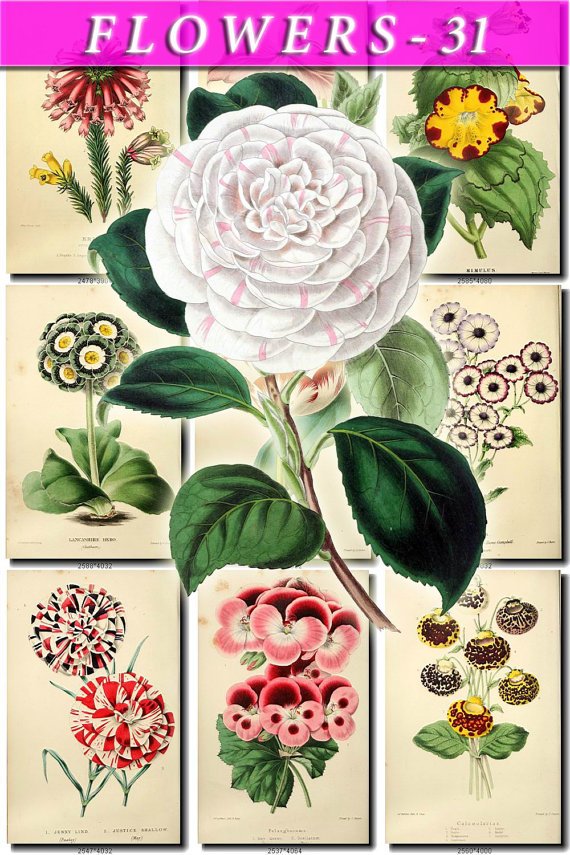 FLOWERS-31 64 vintage print