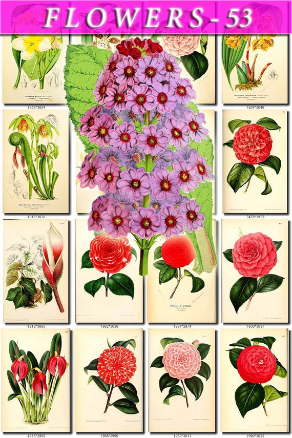FLOWERS-53 88 vintage print