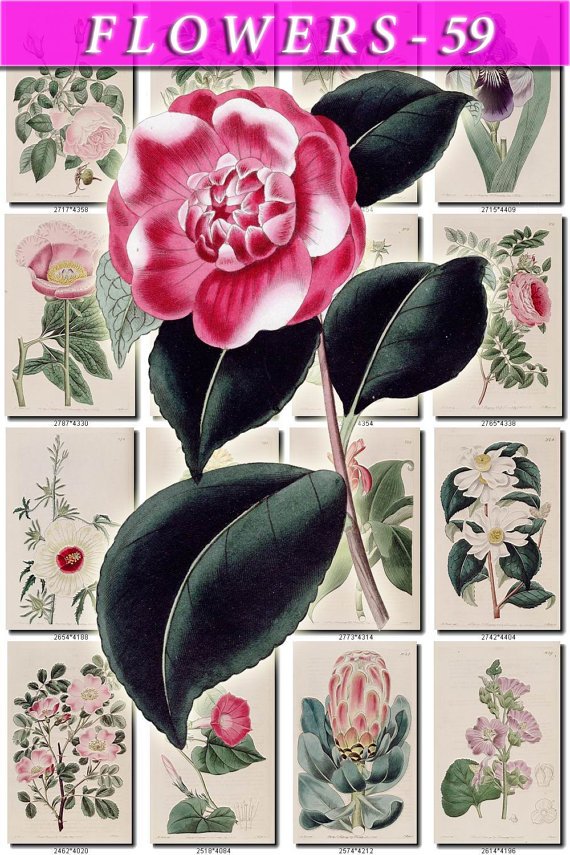 FLOWERS-59 266 vintage print