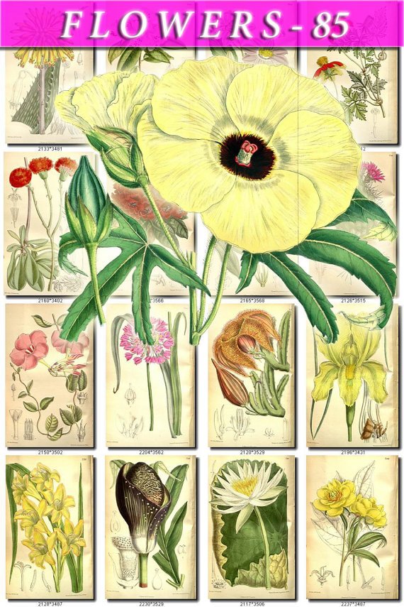 FLOWERS-85 220 vintage print