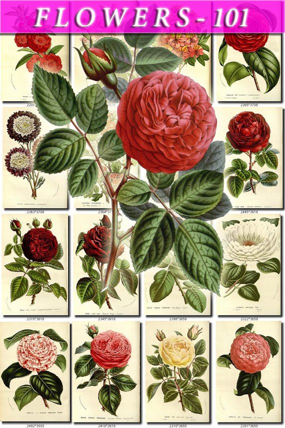 FLOWERS-101 264 vintage print